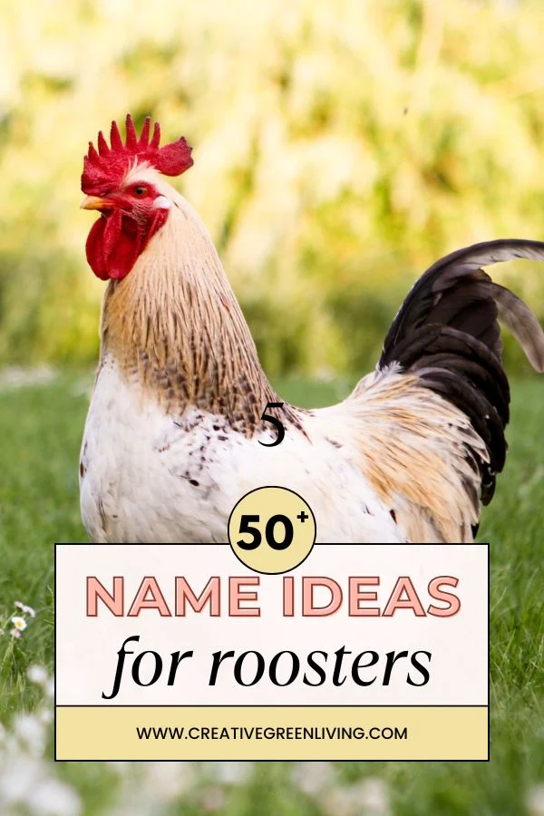 Best rooster name ideas 50+ Name Ideas for Roosters from www.CreativeGreenLiving.com